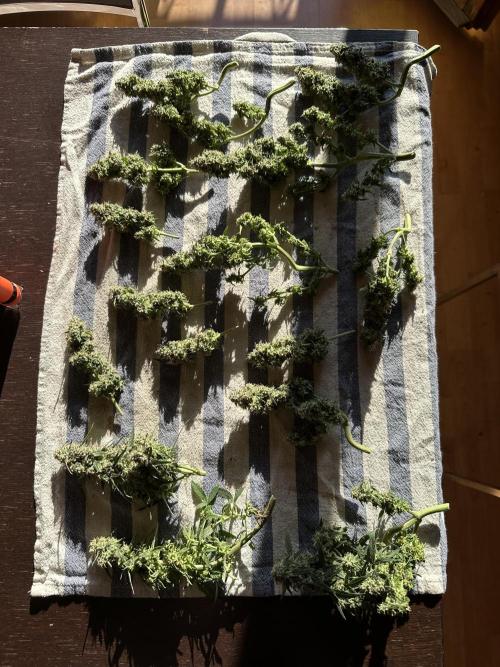 Two pink ladies. Week 17