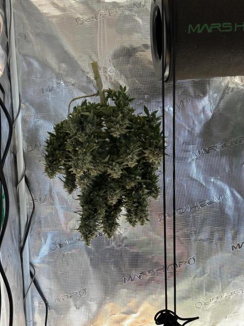 Box 2 femm seriously. Week 16