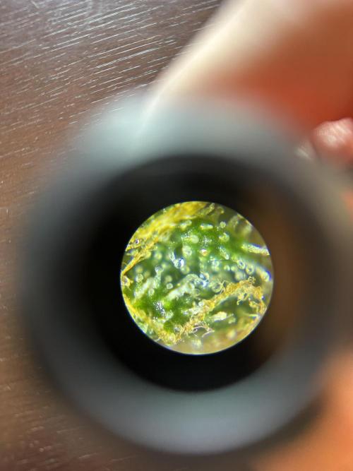 Box 2 femm seriously. Week 16