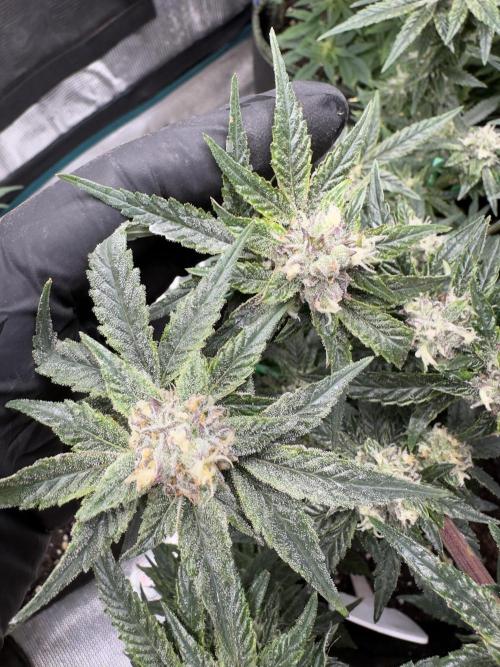 Box 2 femm seriously. Week 16