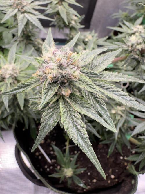 Box 2 femm seriously. Week 16