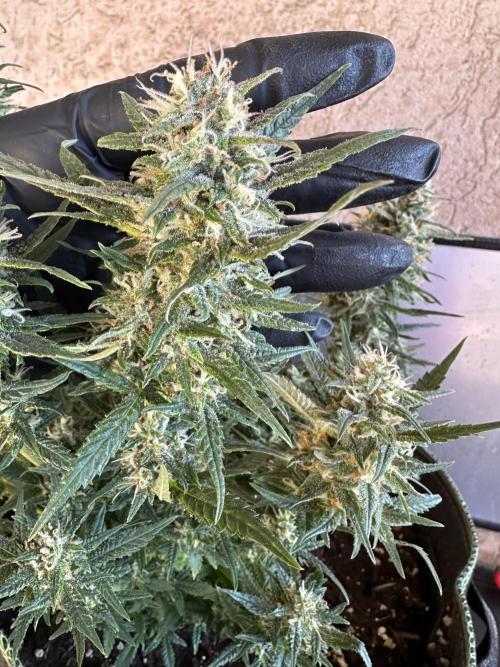 Box 2 femm seriously. Week 16