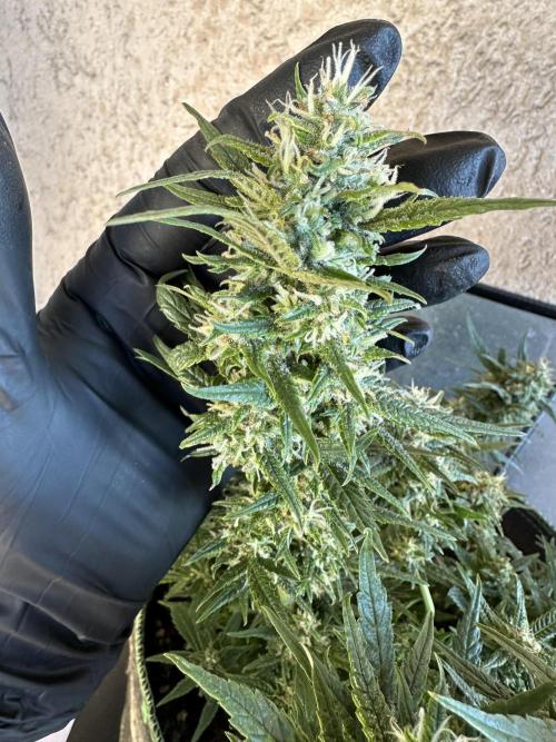 Box 2 femm seriously. Week 16