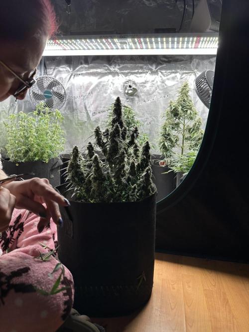 Box 2 auto seriously. Week 12