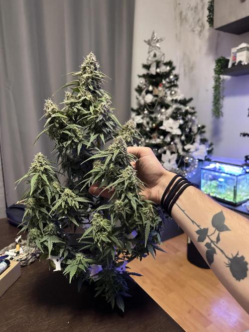 Box 2 auto seriously. Week 12