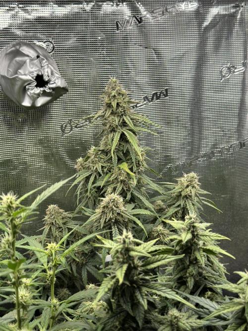 Box 2 auto seriously. Week 12