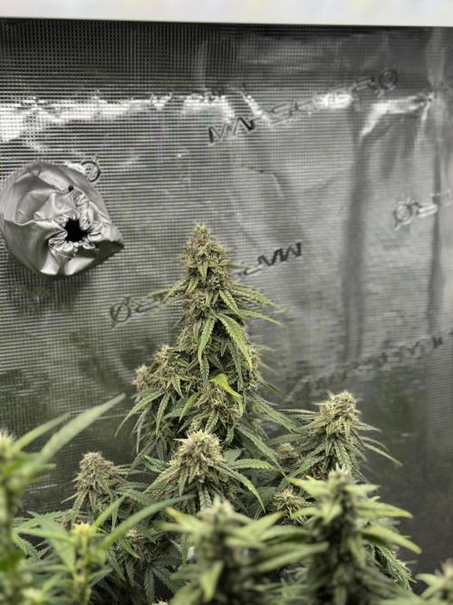 Box 2 auto seriously. Week 12