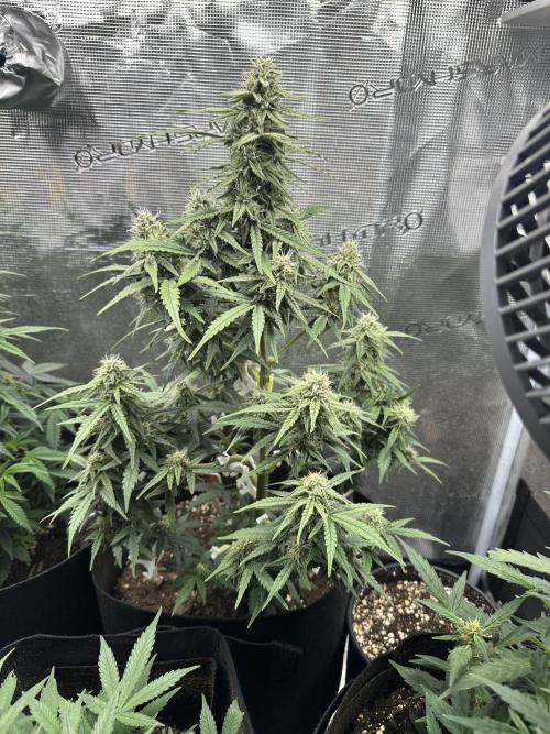 Box 2 auto seriously. Week 12