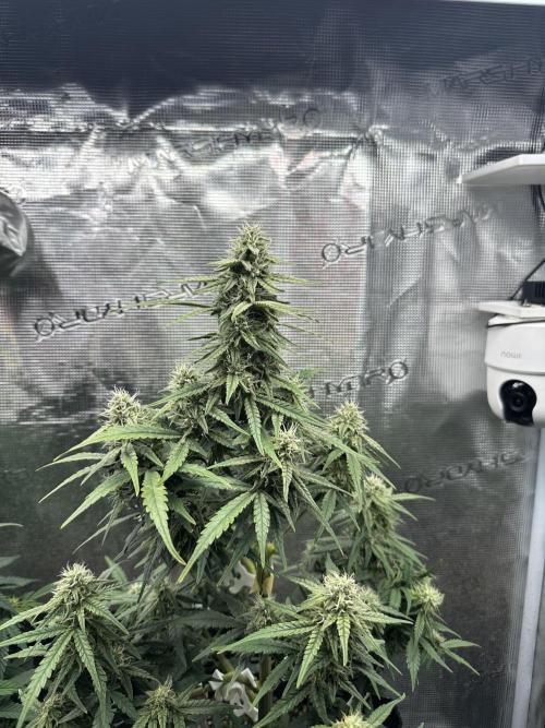 Box 2 auto seriously. Week 12