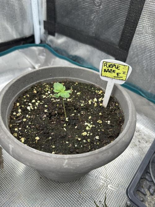 Purple haze indoor. Week 2