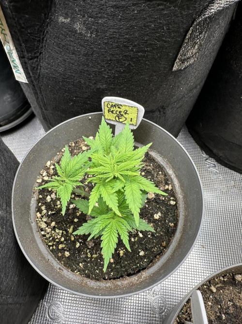 My dinner coffe☕️. Week 4