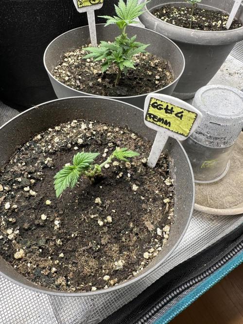 Gg#4 good lady❤️. Week 4