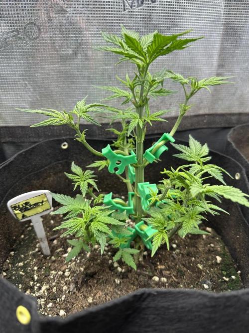 Blue dreams🌈. Week 4