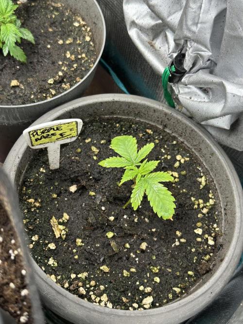 Purple haze indoor. Week 3