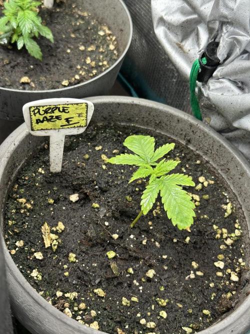 Purple haze indoor. Week 3