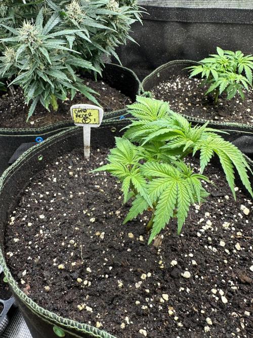 My dinner coffe☕️. Week 5