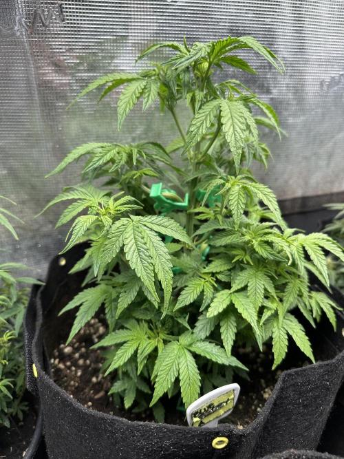 Blue dreams🌈. Week 5