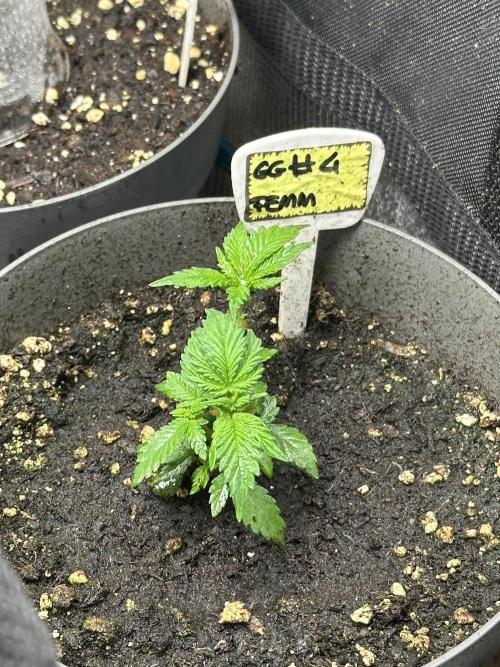 Gg#4 good lady❤️. Week 5