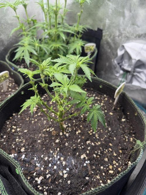 My dinner coffe☕️. Week 6