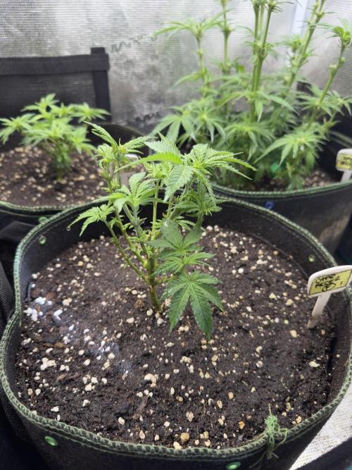 My dinner coffe☕️. Week 6