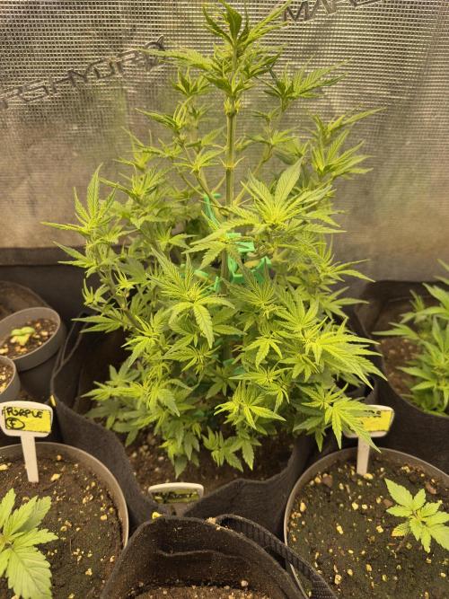 Blue dreams🌈. Week 6