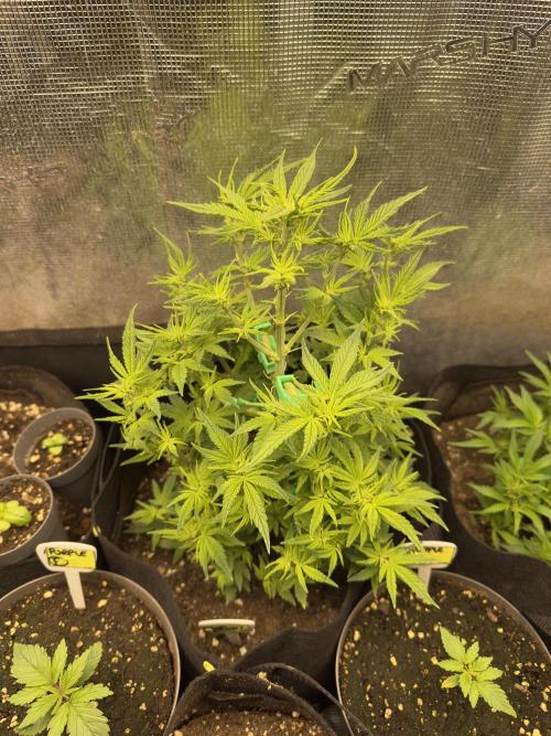 Blue dreams🌈. Week 6