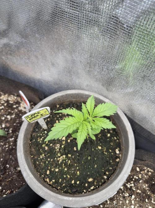 Purple haze indoor. Week 4