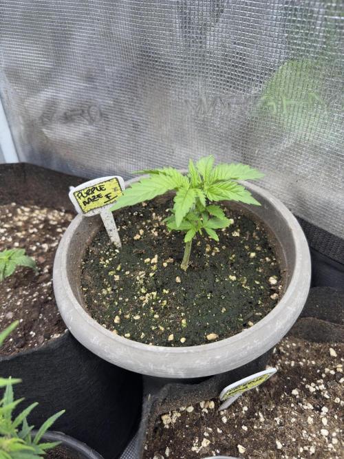 Purple haze indoor. Week 4