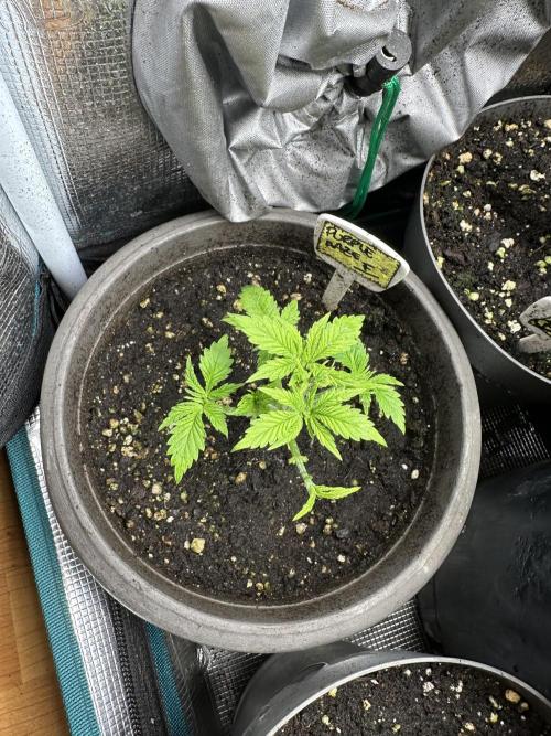 Purple haze indoor. Week 5