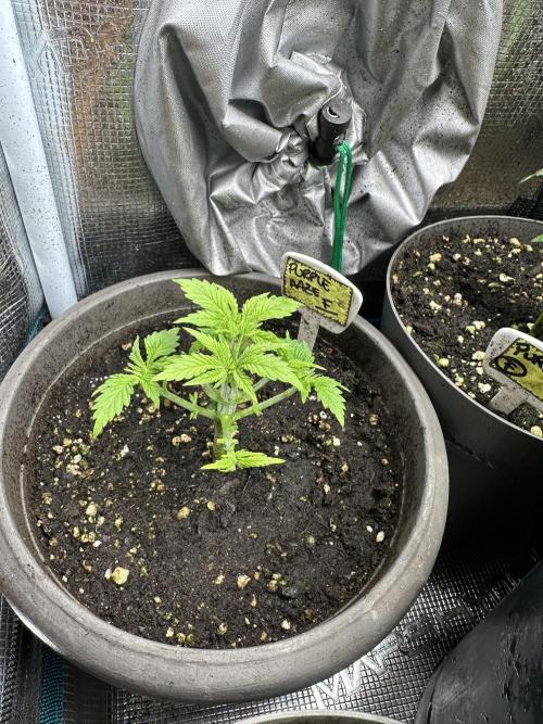 Purple haze indoor. Week 5