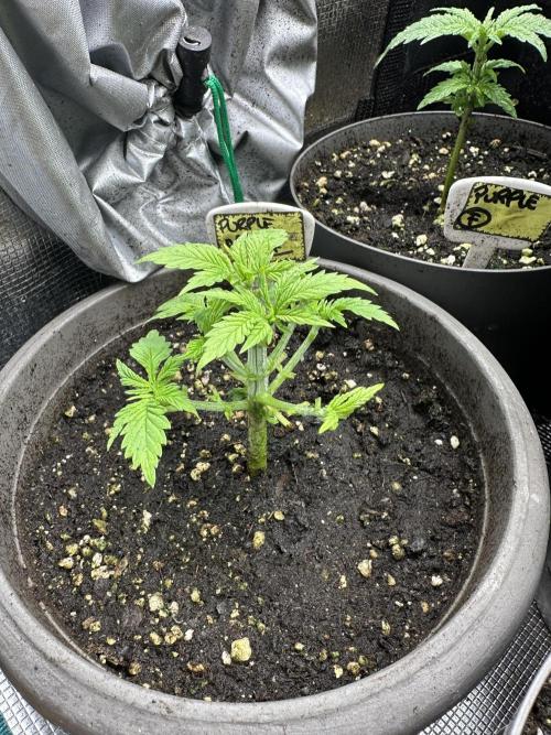 Complete Grow Tent Kit 2'X4'(24"x48"x71") TSL2000 LED. Week 5