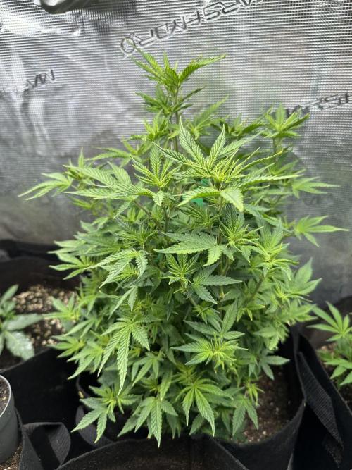 Blue dreams🌈. Week 7