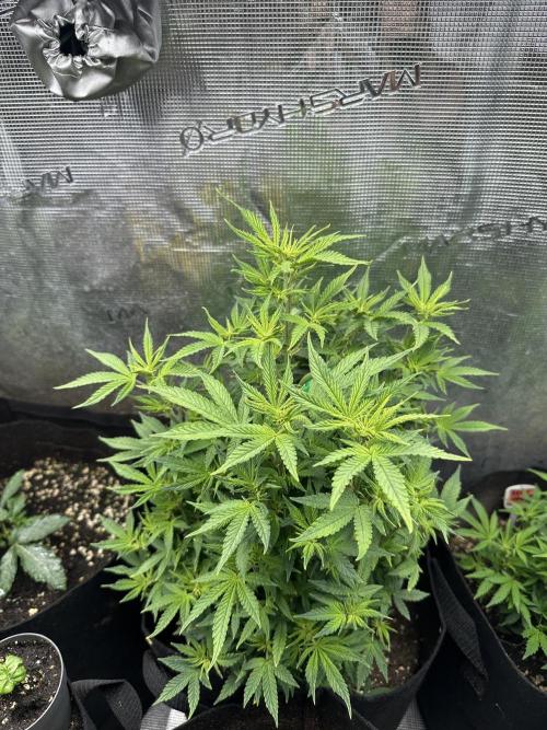 Blue dreams🌈. Week 7