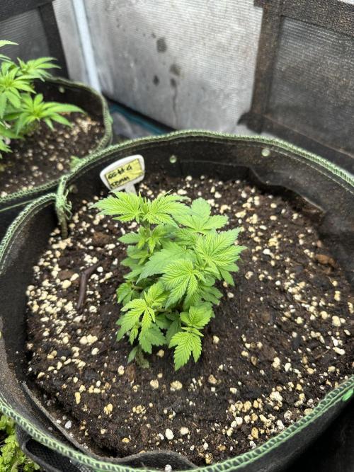 Gg#4 good lady❤️. Week 7