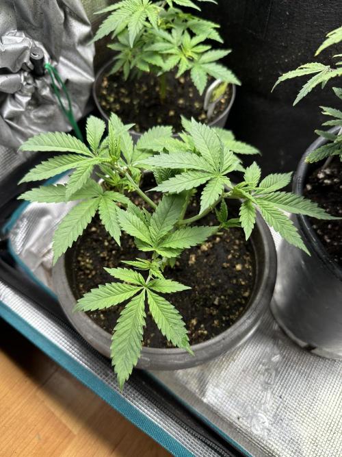 Purple haze indoor. Week 6