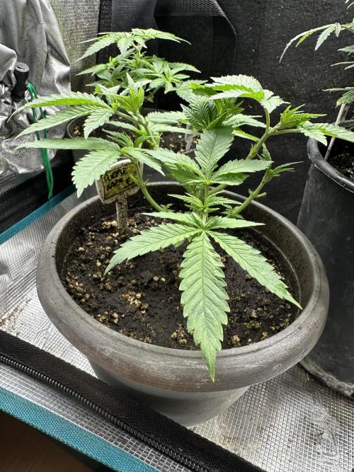 Complete Grow Tent Kit 2'X4'(24"x48"x71") TSL2000 LED. Week 6
