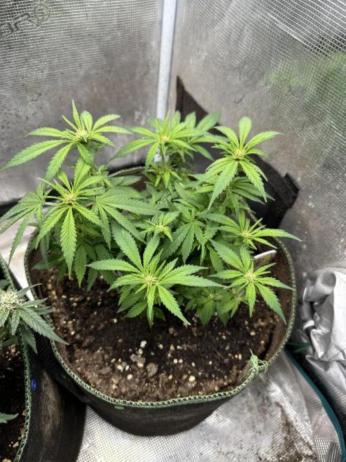 Cafe Racer. Week 8