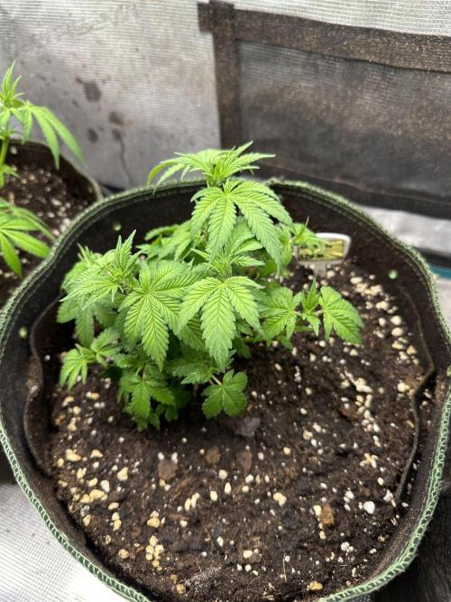 Gg#4 good lady❤️. Week 8
