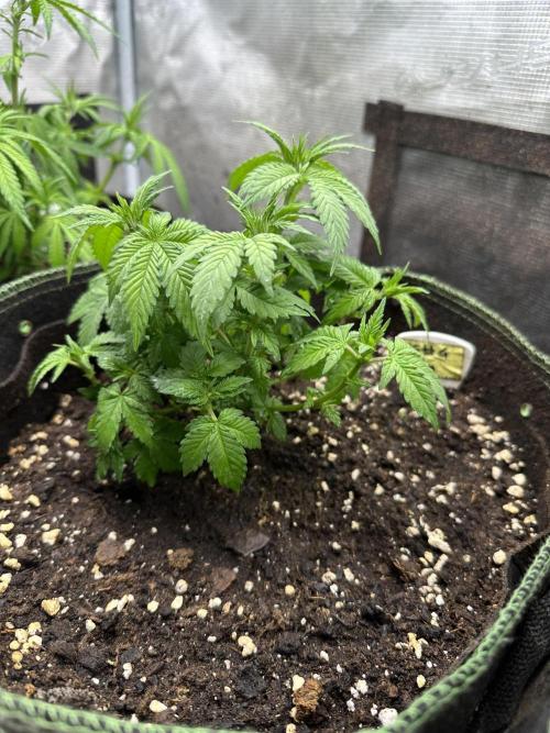 Gg#4 good lady❤️. Week 8