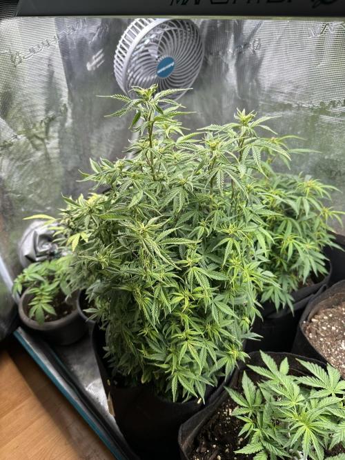 Blue dreams🌈. Week 8