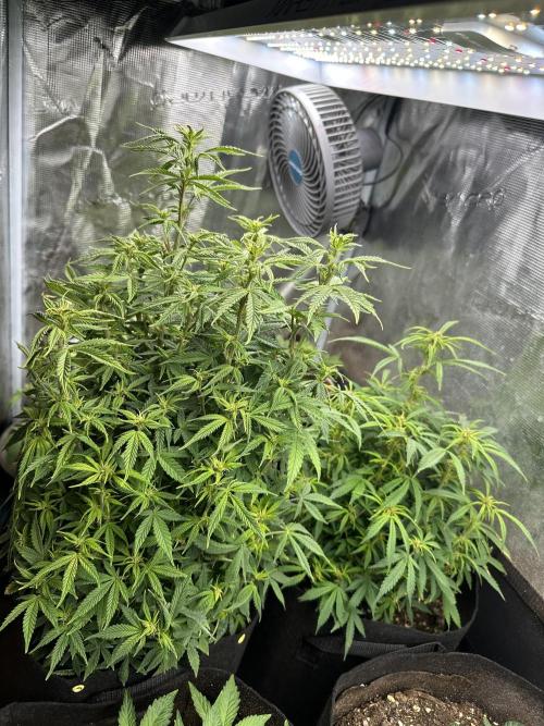 Blue dreams🌈. Week 8
