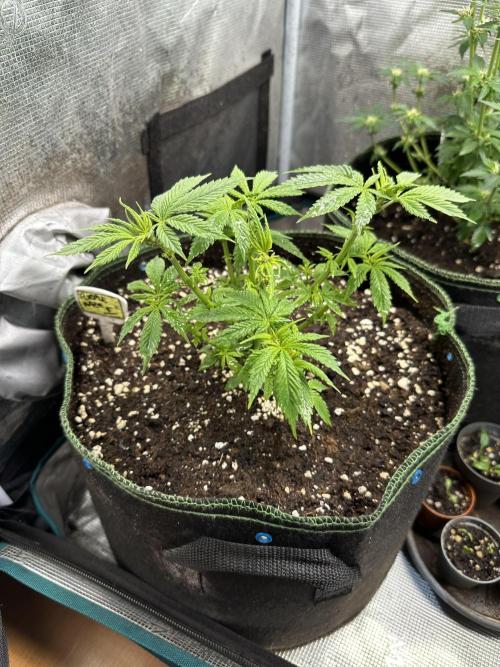Purple haze indoor. Week 8