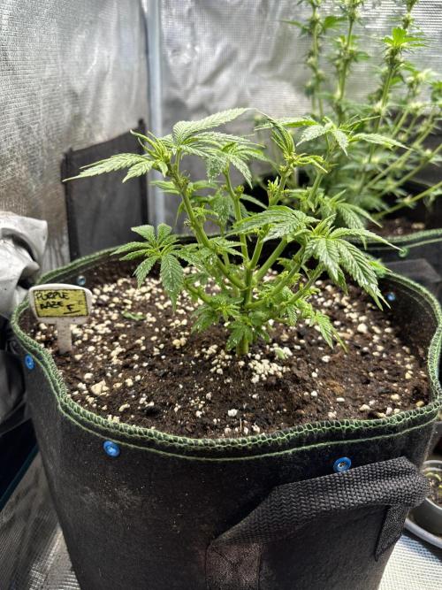 Purple haze indoor. Week 8