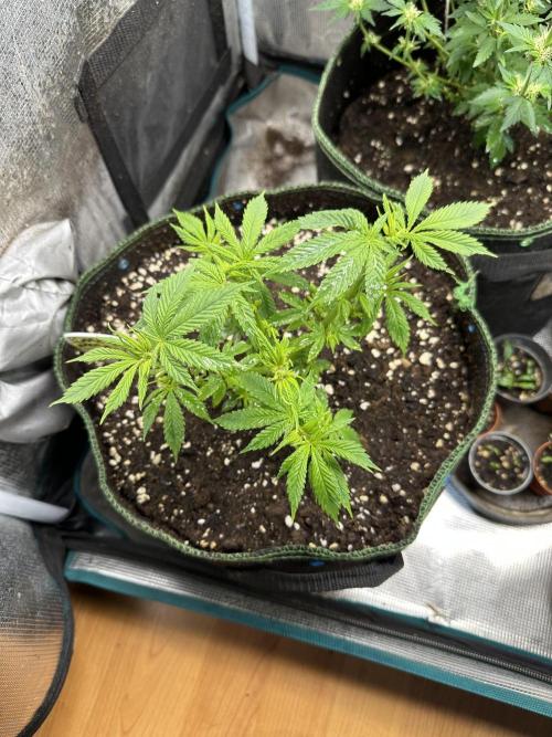 Complete Grow Tent Kit 2'X4'(24"x48"x71") TSL2000 LED. Week 8