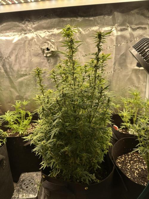 Blue dreams🌈. Week 10