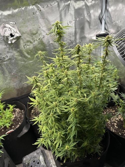 Blue dreams🌈. Week 10