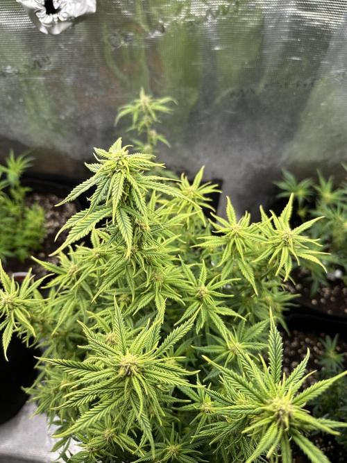 Blue dreams🌈. Week 10