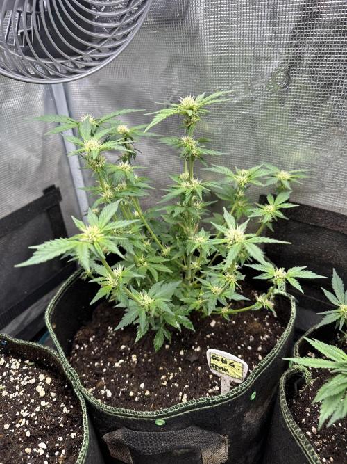 Gg#4 good lady❤️. Week 10