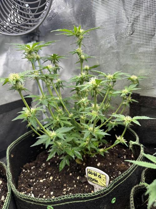 Gg#4 good lady❤️. Week 10