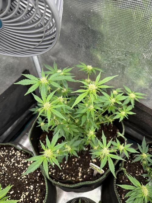 Gg#4 good lady❤️. Week 10